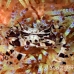 crab_zebra_cr_hsb_r_h_0209_kom3205.jpg